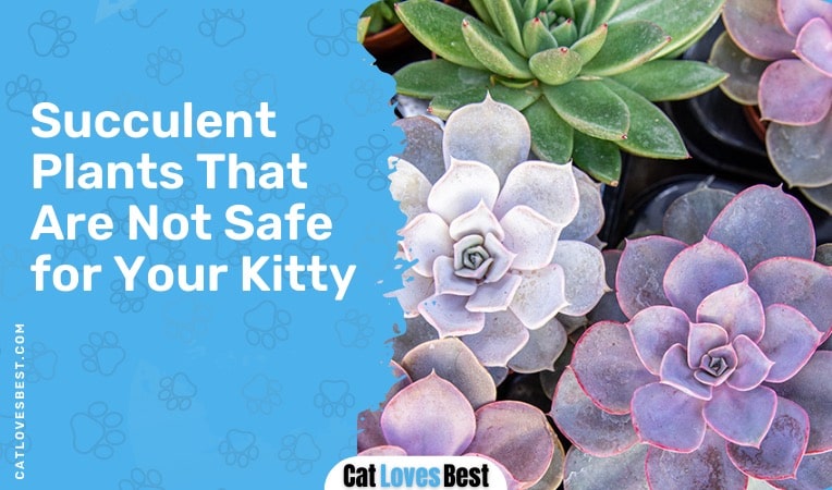 succulent plants that are not safe for your kitty