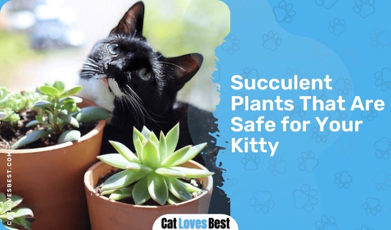 succulent plants that are safe for your kitty