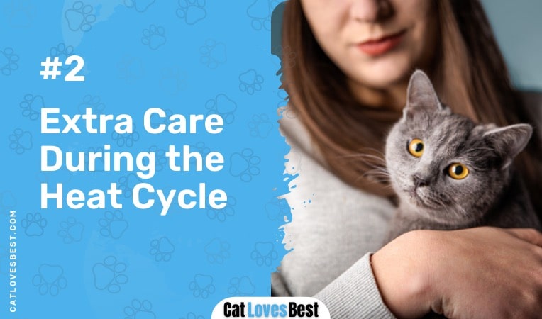 Take Extra Care of Cat in Heat Cycle