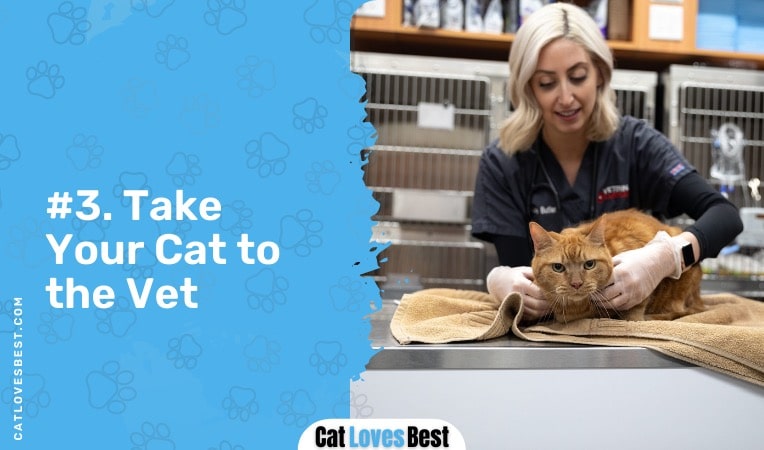 take your cat to the vet