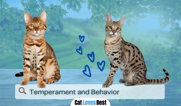 Temperament and Behavior of Savannah and Bengal Cats