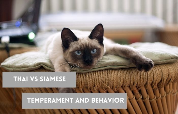 thai and siamese cat behavior