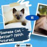 thai vs siamese cat