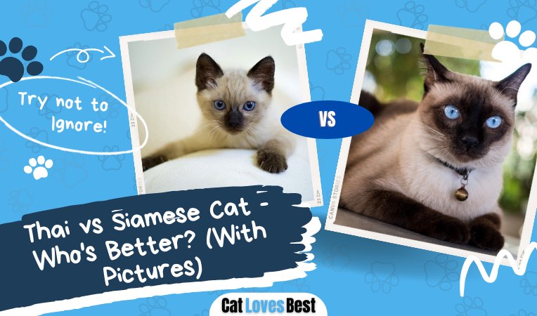 thai vs siamese cat