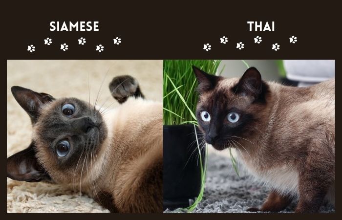 thai vs siamese cat visual difference