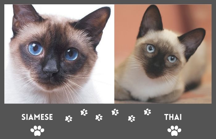 thai vs siamese cat