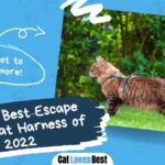 the 10 best escape proof cat harness