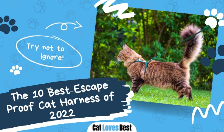 the 10 best escape proof cat harness