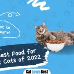the 5 best food for pregnant cats