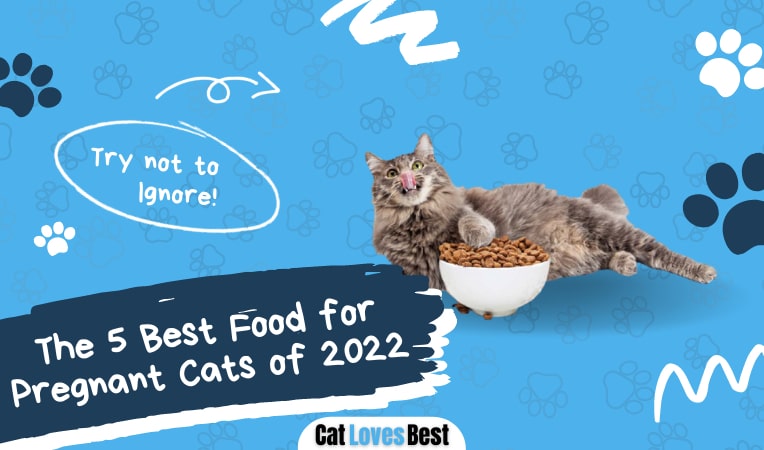 the 5 best food for pregnant cats