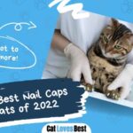 the best nail caps for cats