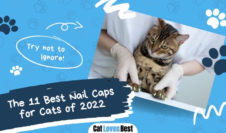 the best nail caps for cats