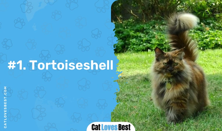 tortoiseshell ragmuffin cat pattern