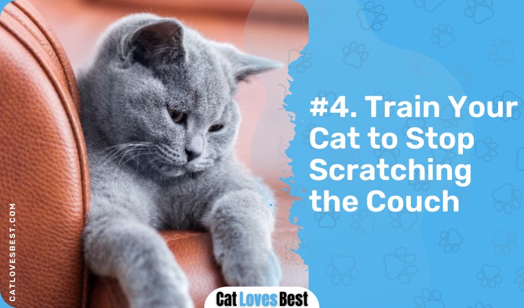 train your cat to stop scratching the leather couch
