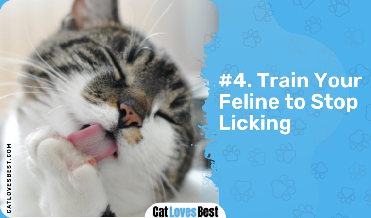 train your feline to stop licking