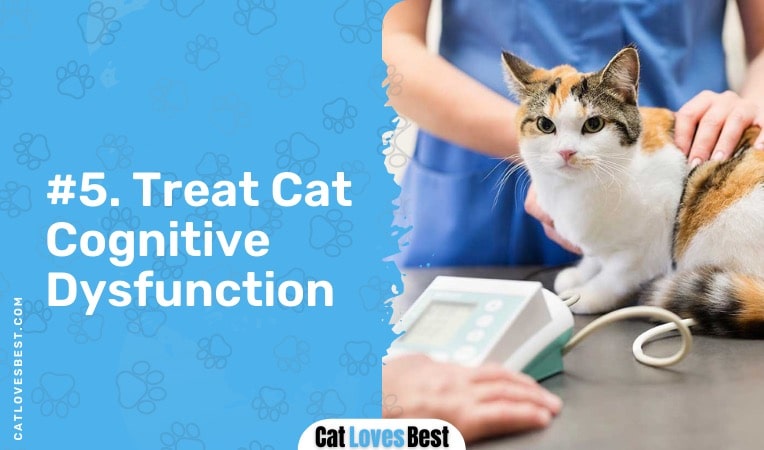 treat cat cognitive dysfunction in your cat