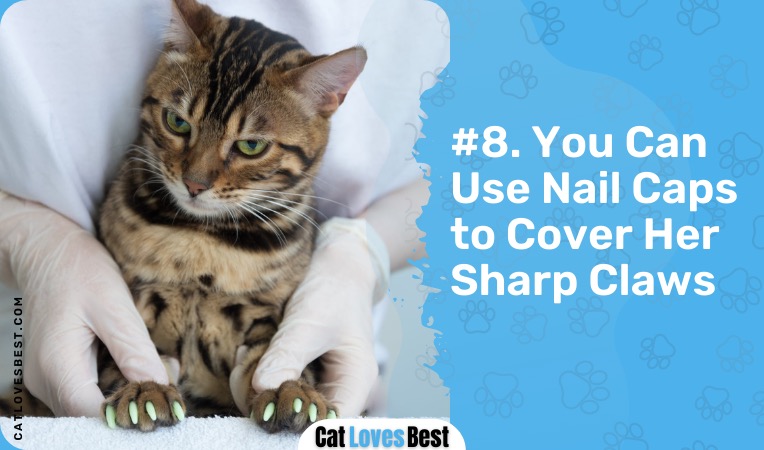 use nail caps to cover your cats sharp claws