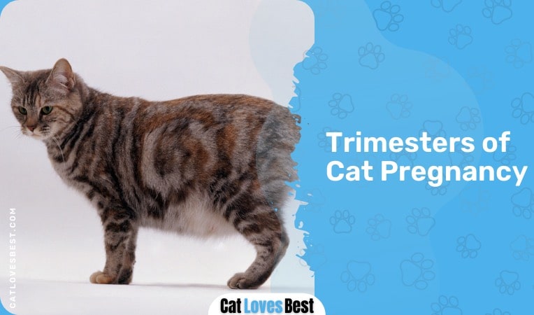 trimesters of cat pregnancy