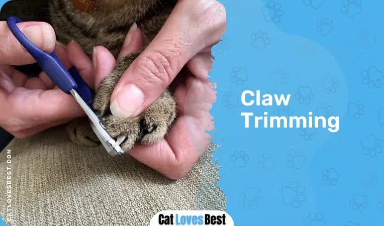 trimming cats claws to avoid scratching problems