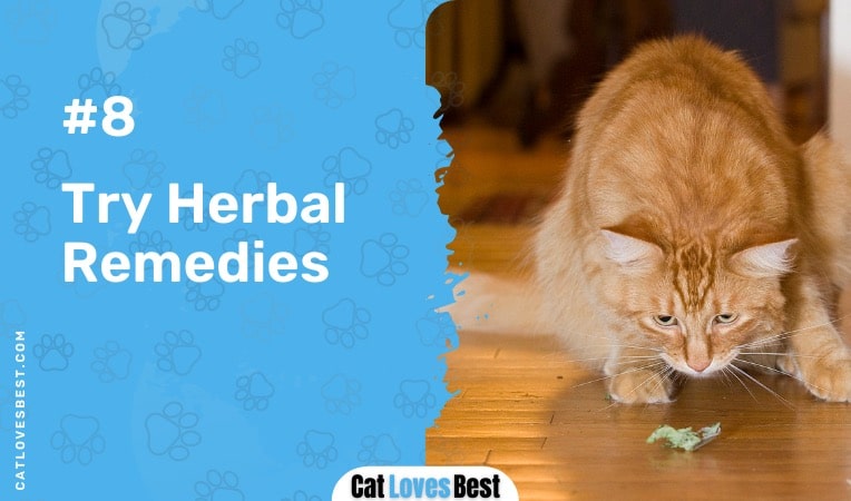 Try Herbal Remedies for Cats in Heat