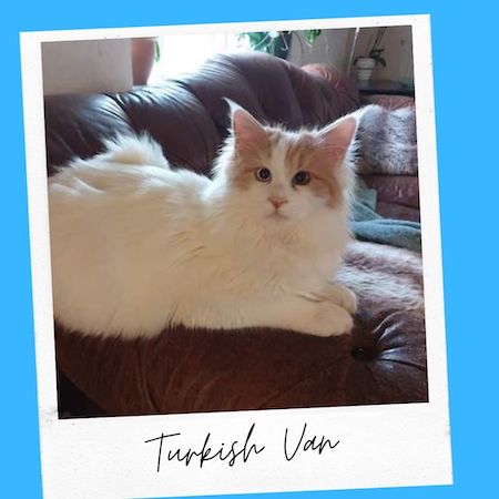 Turkish Van With Ear Tufts