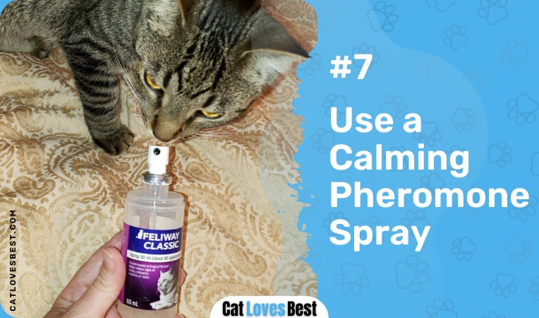 Use a Pheromone Spray for Female Cats in Heat