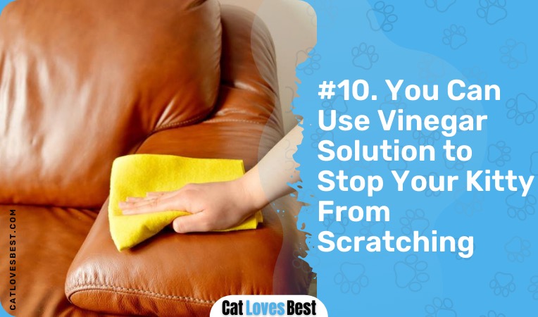use vinegar solution to stop your cat from scratching