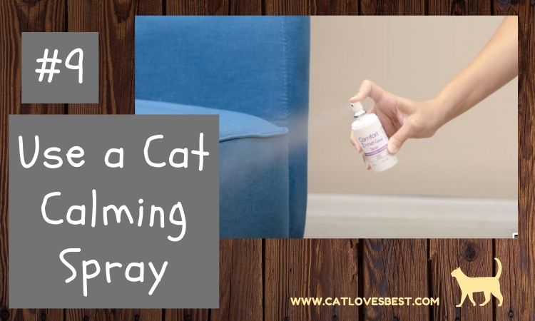 Using Cat Calm Spray for Nighttime