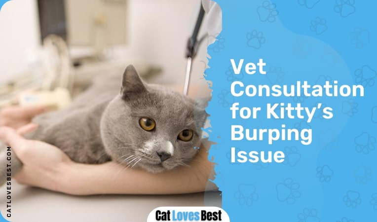 vet consultation for kitty's burping issue