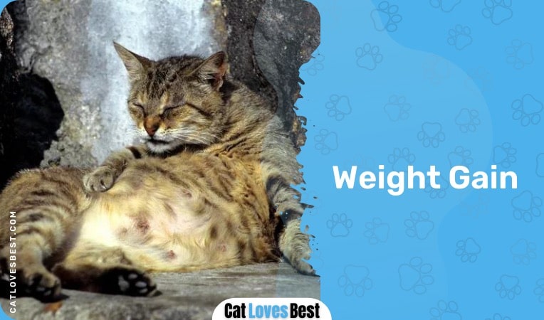 weight gain in pregnant cats