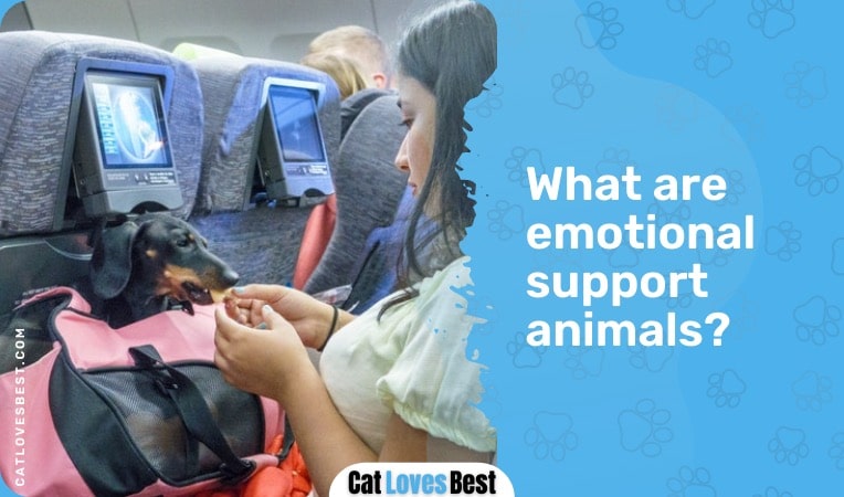 what are emotional support animals