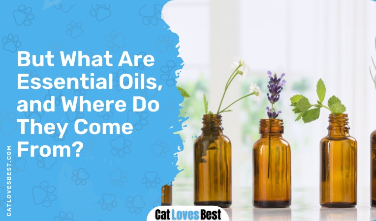 what are essential oils and where do they come from