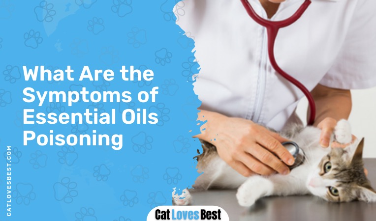 what are the symptoms of essential oils poisoning in cats