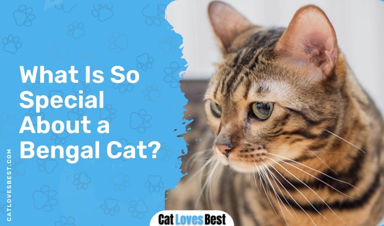 tell if bengal cat is a mix