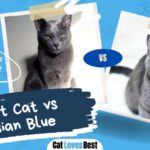 what is the difference between korat cat and russian cat