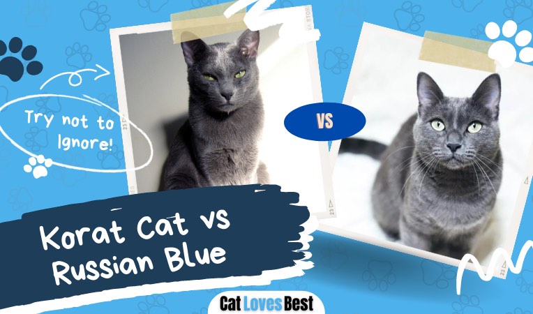 what is the difference between korat cat and russian cat