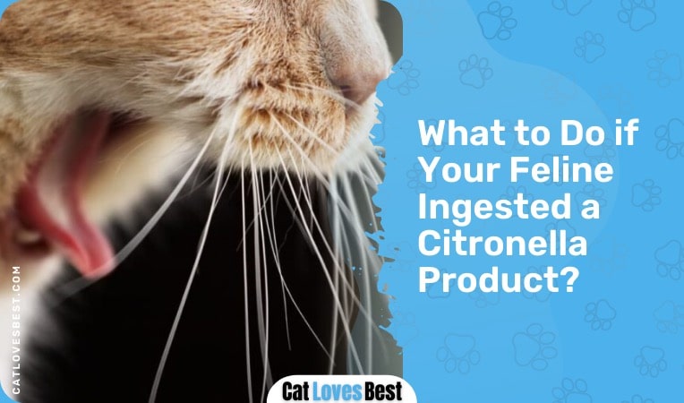 What to Do If Your Feline Ingested a Citronella Product
