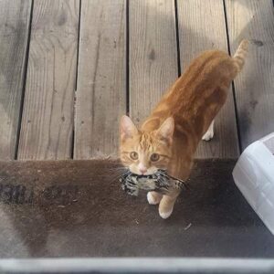 Beautiful view of Why Cats Bring Dead Animals To Their Owners And Document