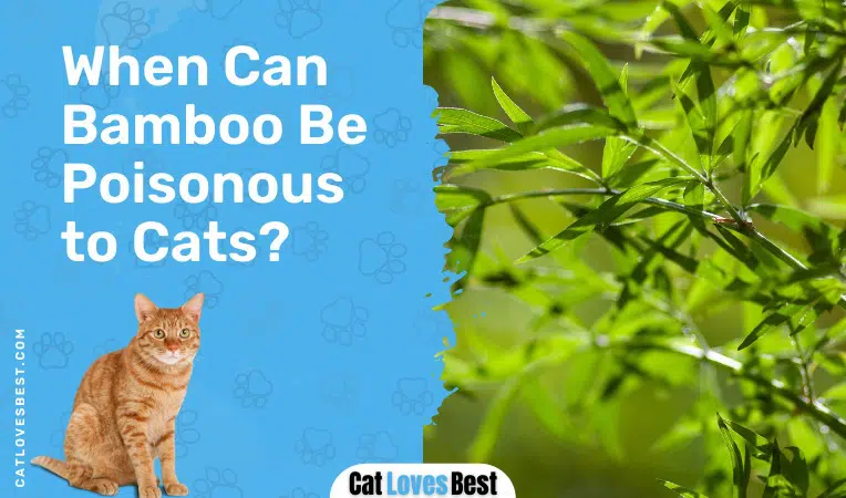 When Can Bamboo Be Poisonous to Cats
