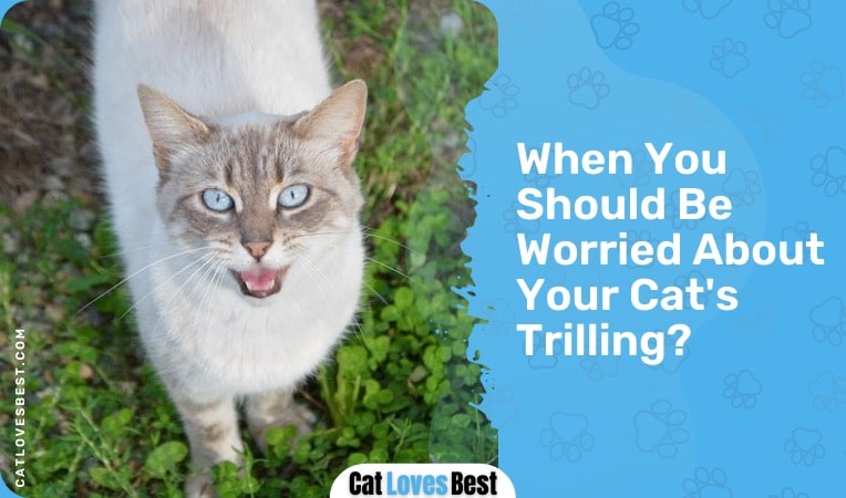 when you should be worried about your cat's trilling