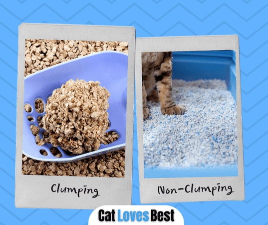 Which is Better Non-Clumping or Clumping Cat Litter