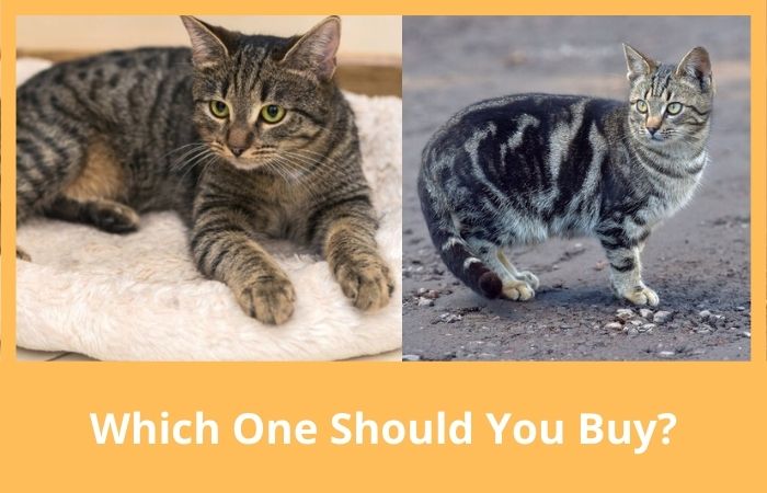 which tabby cat should you buy