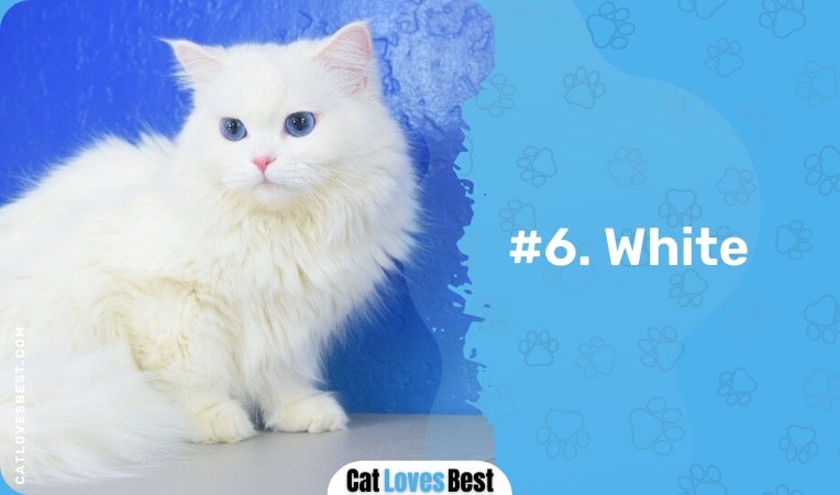 white ragamuffin cat color