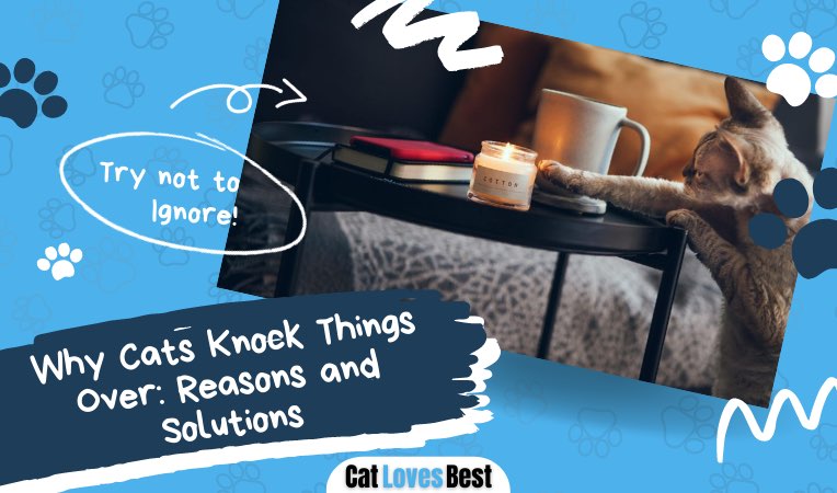 why cats knock things over reasons and solutions