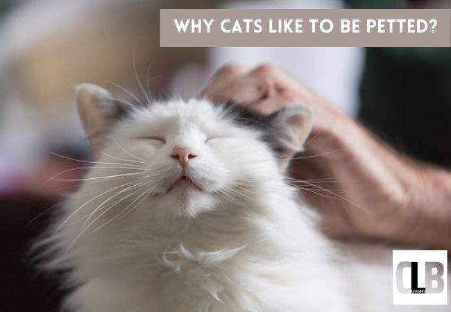 why cats like to be petted