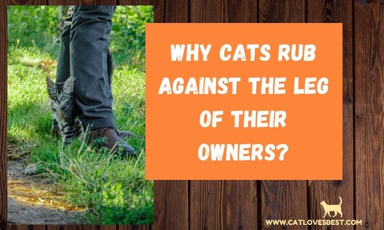 Why Cats Rub Against the Leg of Their Owners