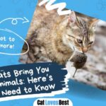 why do cats bring you dead animals here is what you need to know