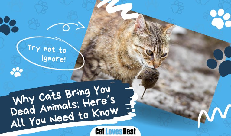 why do cats bring you dead animals here is what you need to know