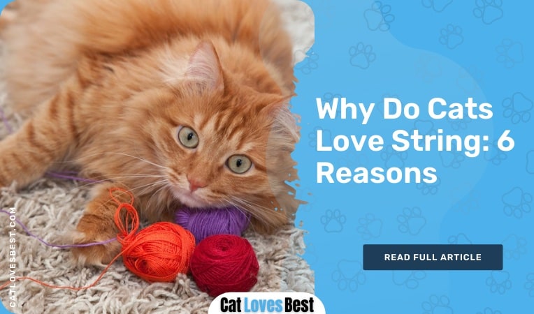 why do cats love string