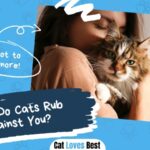 why do cats rub against you let's find out